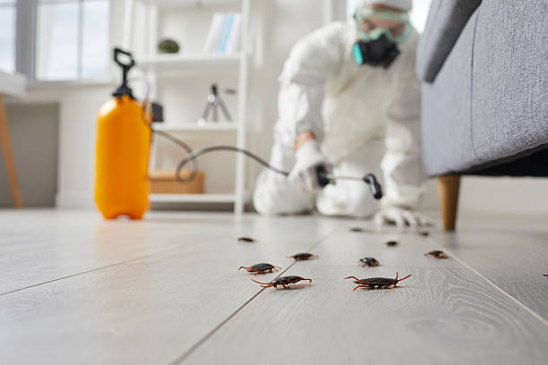 Commercial Rodent Management in Lynwood